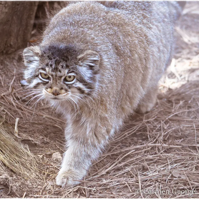 シャイアン・マウンテン動物園のナディアの写真