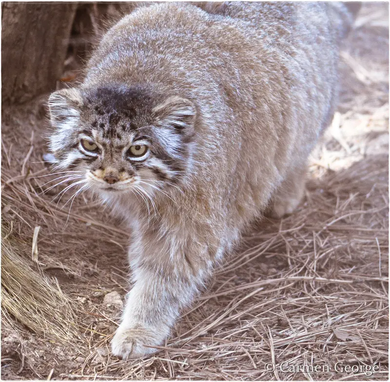 シャイアン・マウンテン動物園のナディアの写真