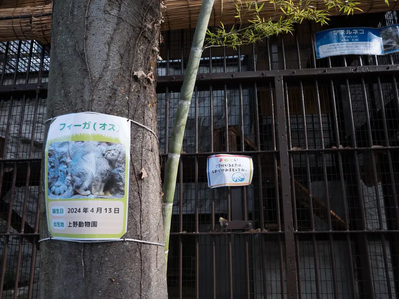 野毛山動物園のマヌルネコの写真