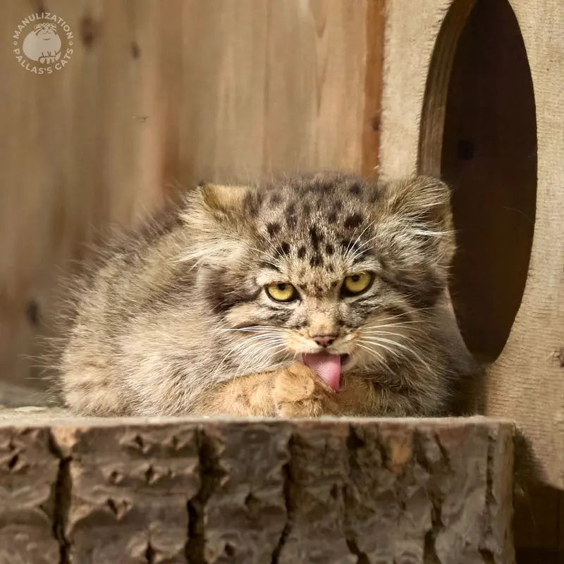 ノヴォシビルスク動物園のアデルの子ネコ b.2026 Ⅳの写真