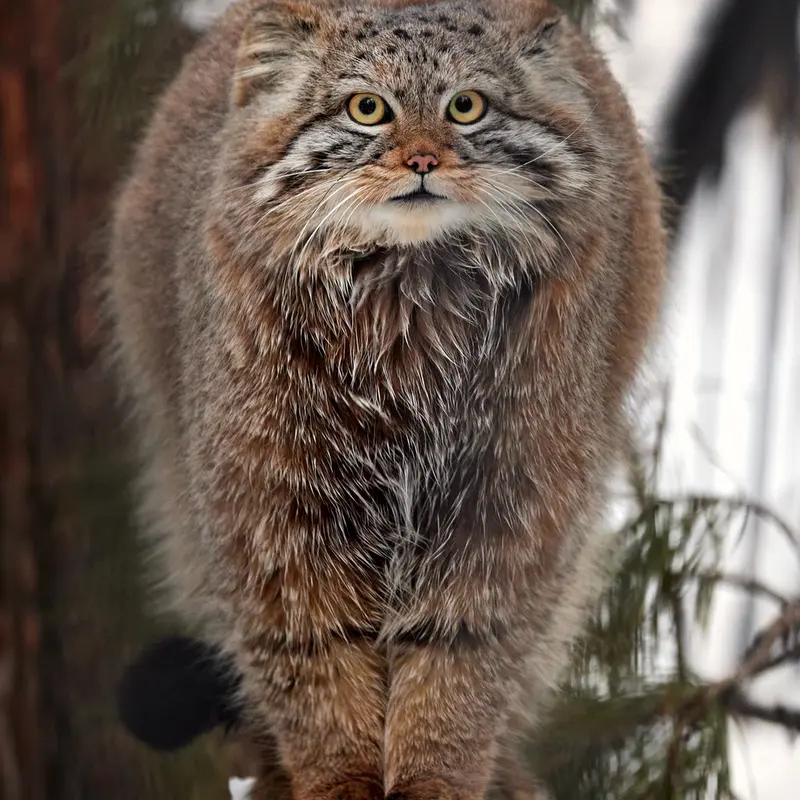 ノヴォシビルスク動物園のイヴの息子 2023 Ⅴの写真