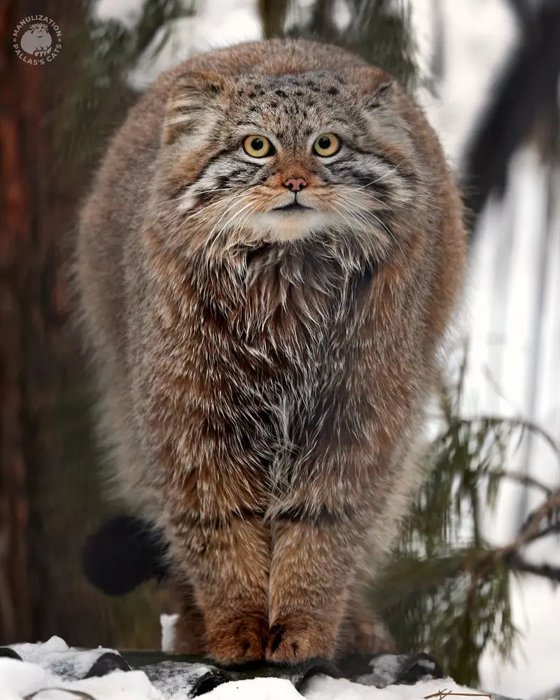 ノヴォシビルスク動物園のイヴの息子 2023 Ⅴの写真