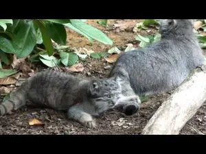 ビッグ・キャット・サンクチュアリのシヴァ、トゥーラとアドゥヴァの動画