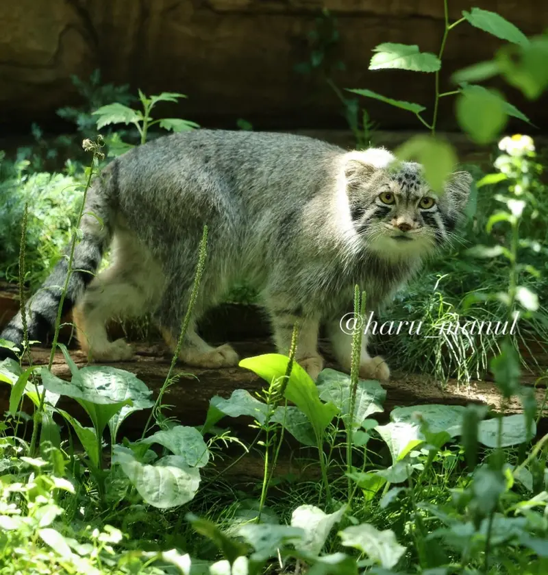 那須どうぶつ王国のナゴムの写真