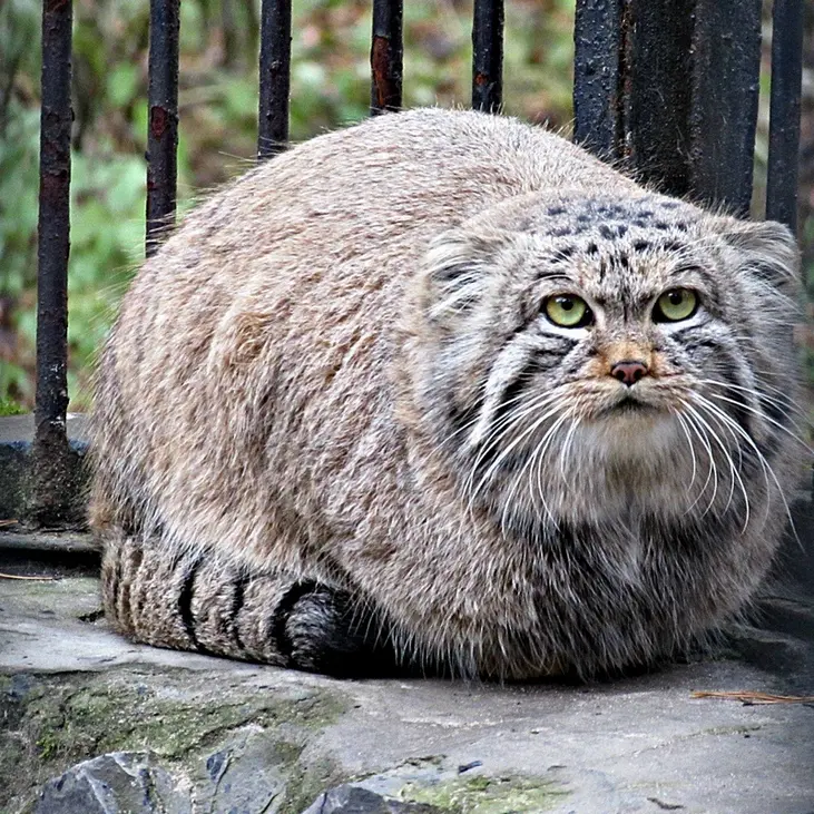 ノヴォシビルスク動物園のマヌルネコの写真