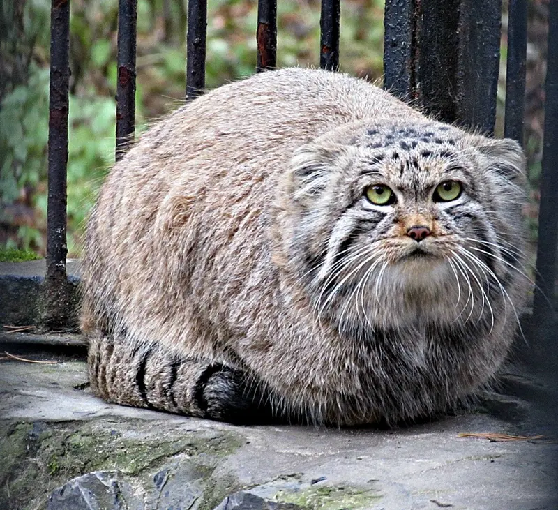 ノヴォシビルスク動物園のマヌルネコの写真