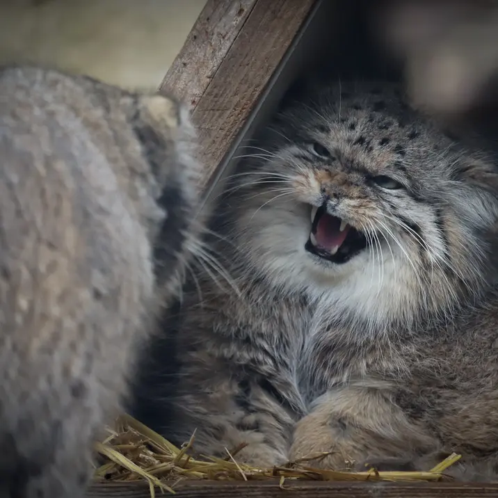 リール動物園のポンポネットとヴォラースの写真