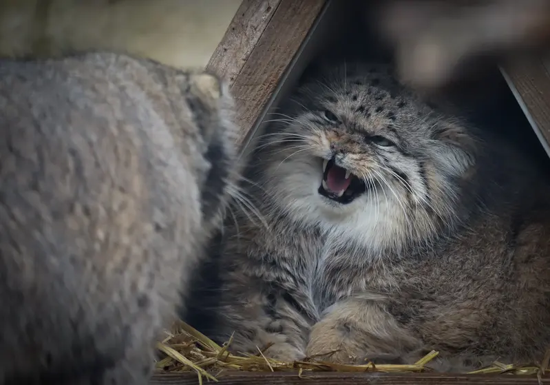 リール動物園のポンポネットとヴォラースの写真