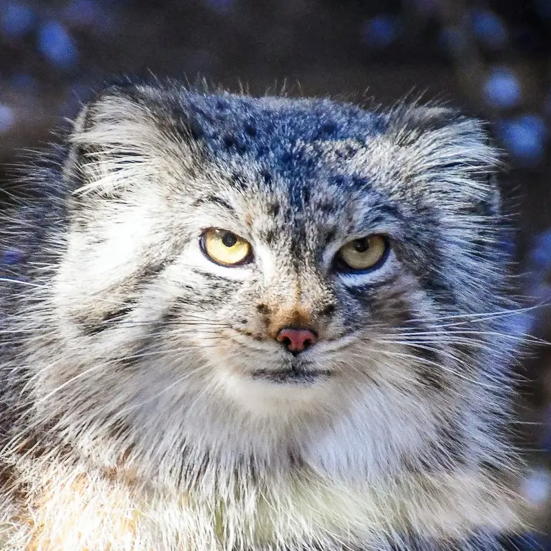 シャイアン・マウンテン動物園のマヌルネコのナンシー