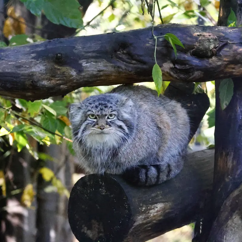 ノヴォシビルスク動物園のゾーシャの写真