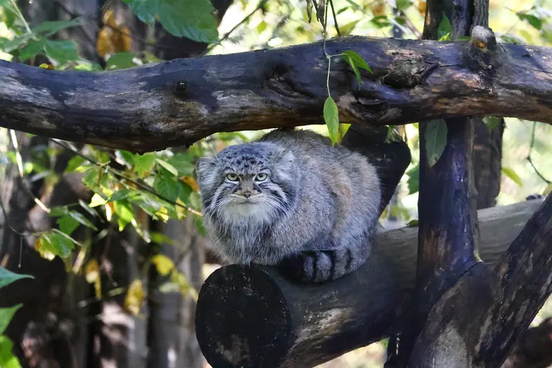 ノヴォシビルスク動物園のゾーシャの写真
