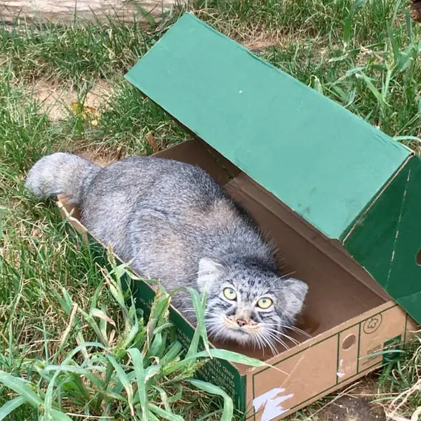 ダコタ動物園のティンの写真