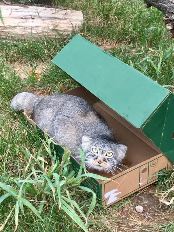 ダコタ動物園のティンの写真