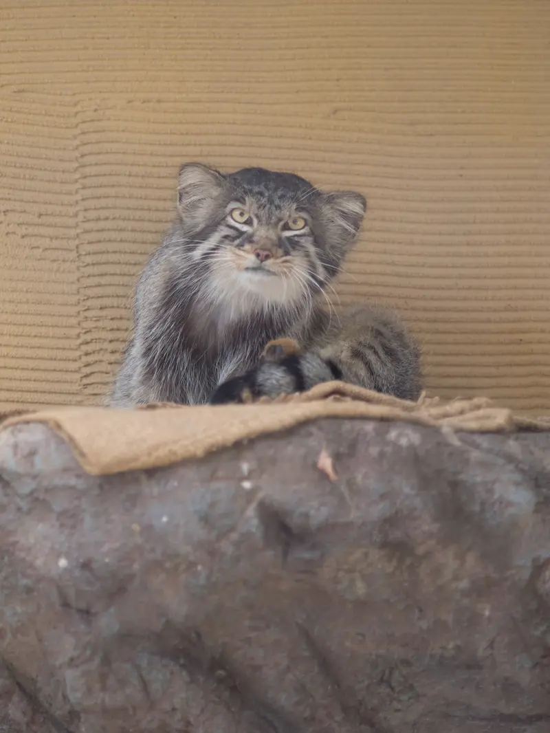 旭山動物園のヒデの写真