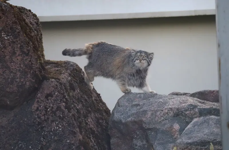 コルケアサーリ動物園のミミの写真