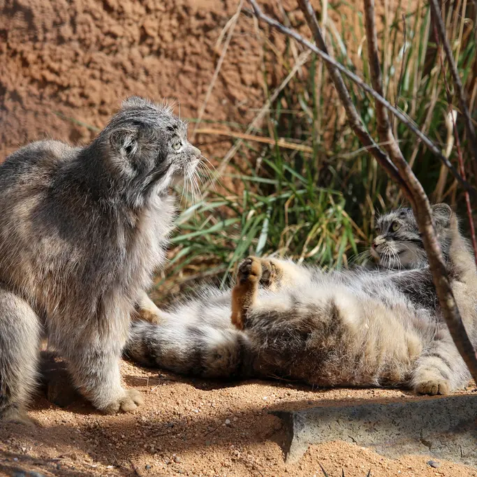 プラハ動物園のプリンセッサとスパイの写真