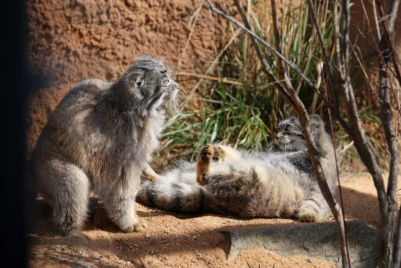 プラハ動物園のプリンセッサとスパイの写真