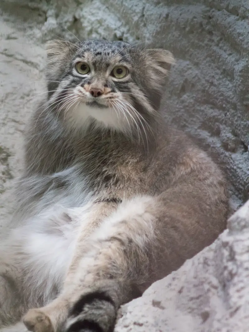 野毛山動物園のフィーガの写真