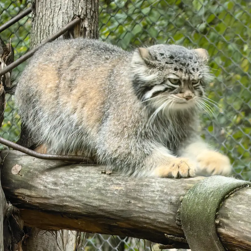 ノヴォシビルスク動物園のイヴの写真