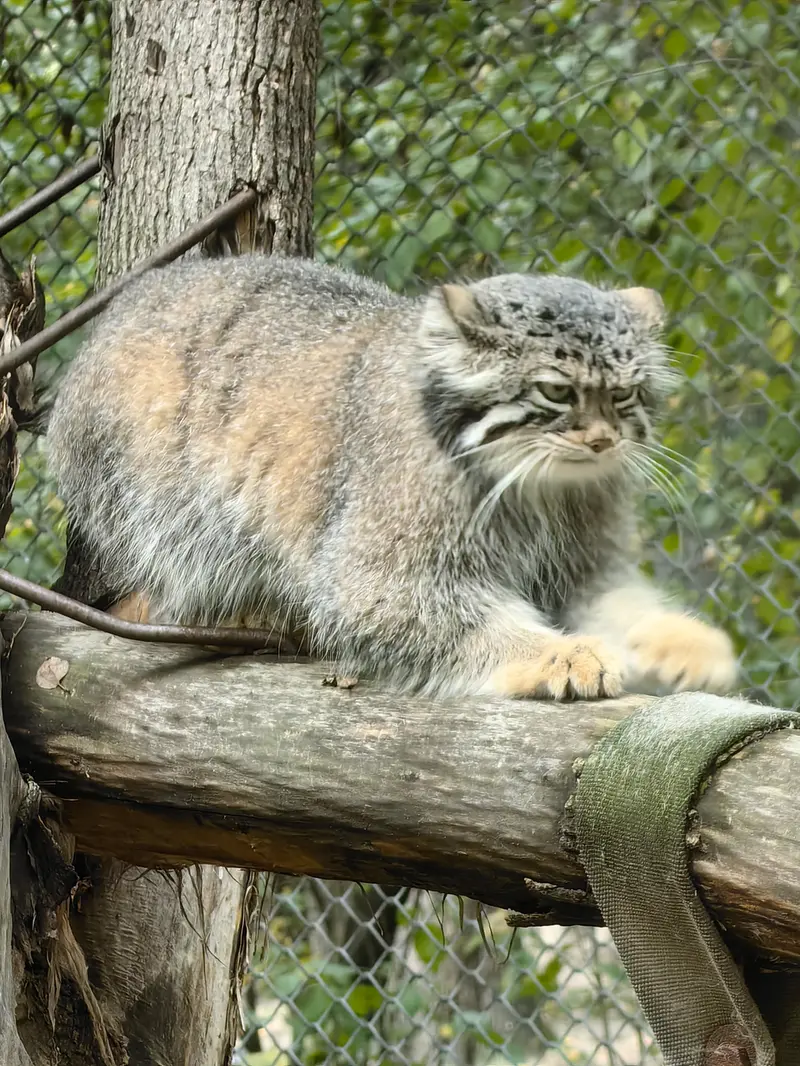 ノヴォシビルスク動物園のイヴの写真