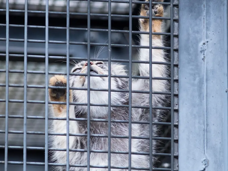 旭山動物園のヒデの写真