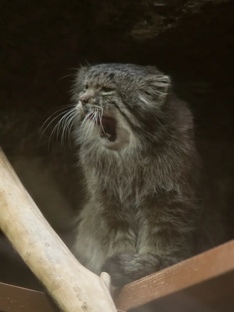 恩賜上野動物園のクリョンの写真