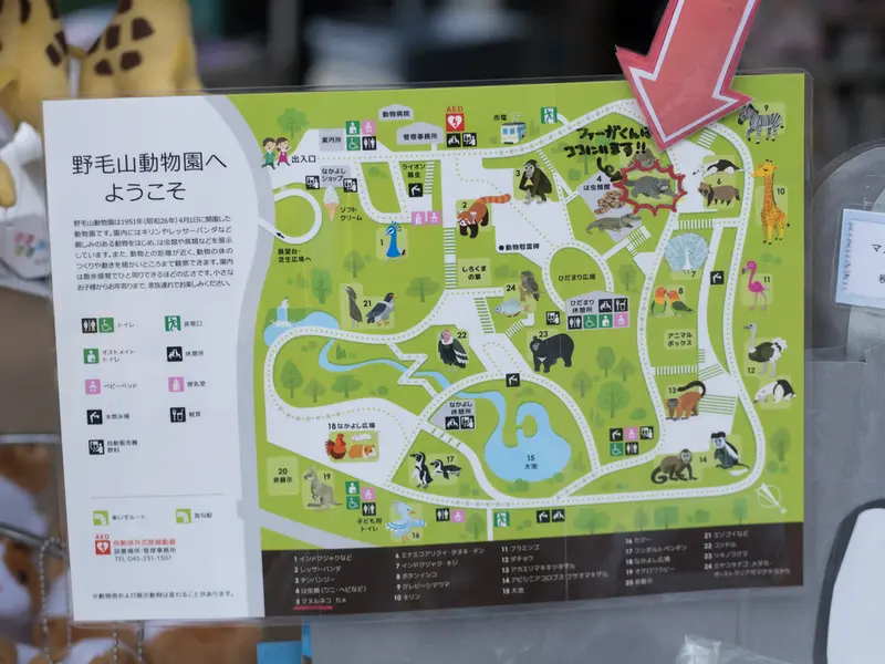 野毛山動物園のマヌルネコの写真