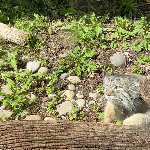 ユタ州ホグル動物園のマヌルネコの写真