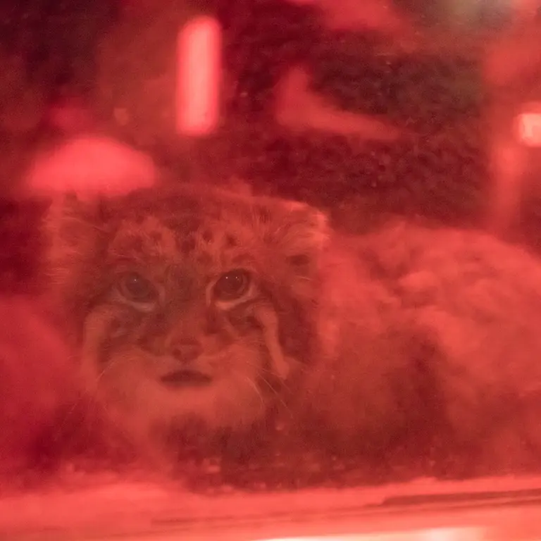 恩賜上野動物園のナイマの写真
