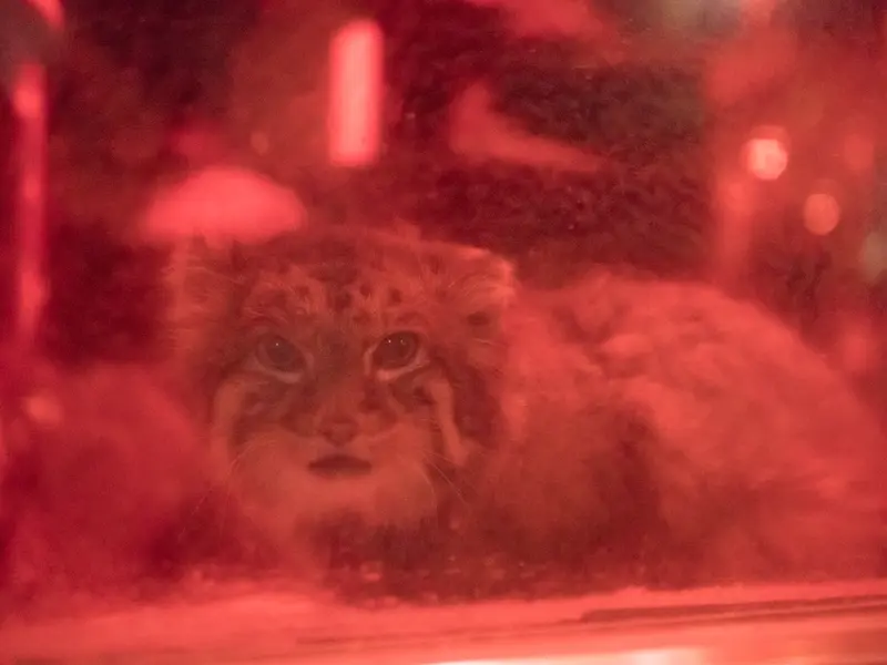 恩賜上野動物園のナイマの写真