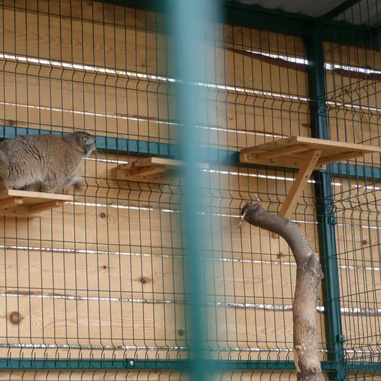 バルナウル動物園「レースナヤ・スカースカ」のペペの写真