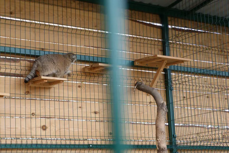 バルナウル動物園「レースナヤ・スカースカ」のペペの写真