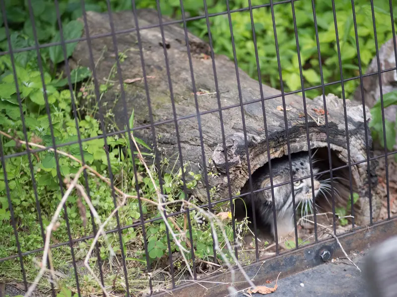 旭山動物園のヒデの写真