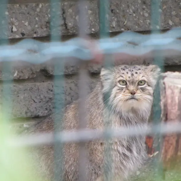マクデブルク動物園のマヌエラの写真