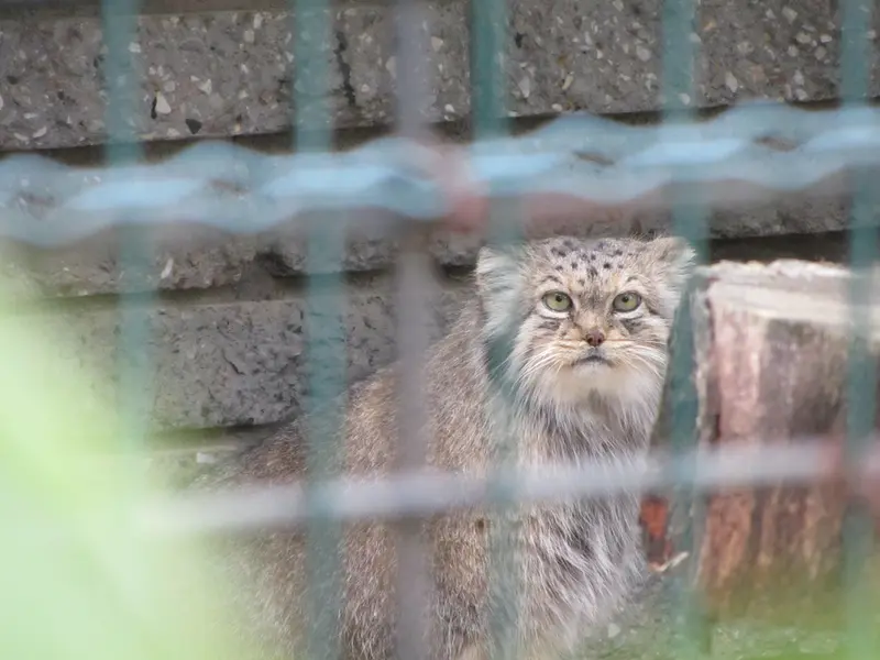 マクデブルク動物園のマヌエラの写真