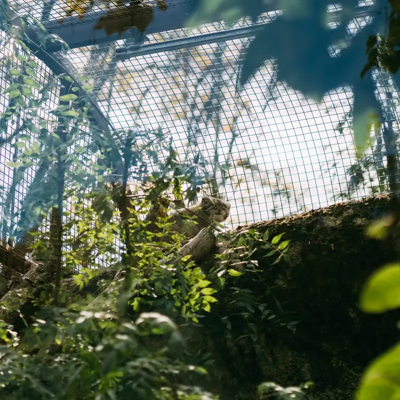 ジャルダン・デ・プラント動物園のコッリ・オッリの写真