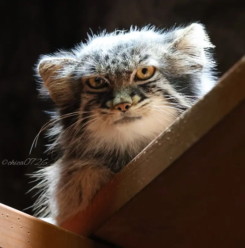 恩賜上野動物園のアブリコースの写真