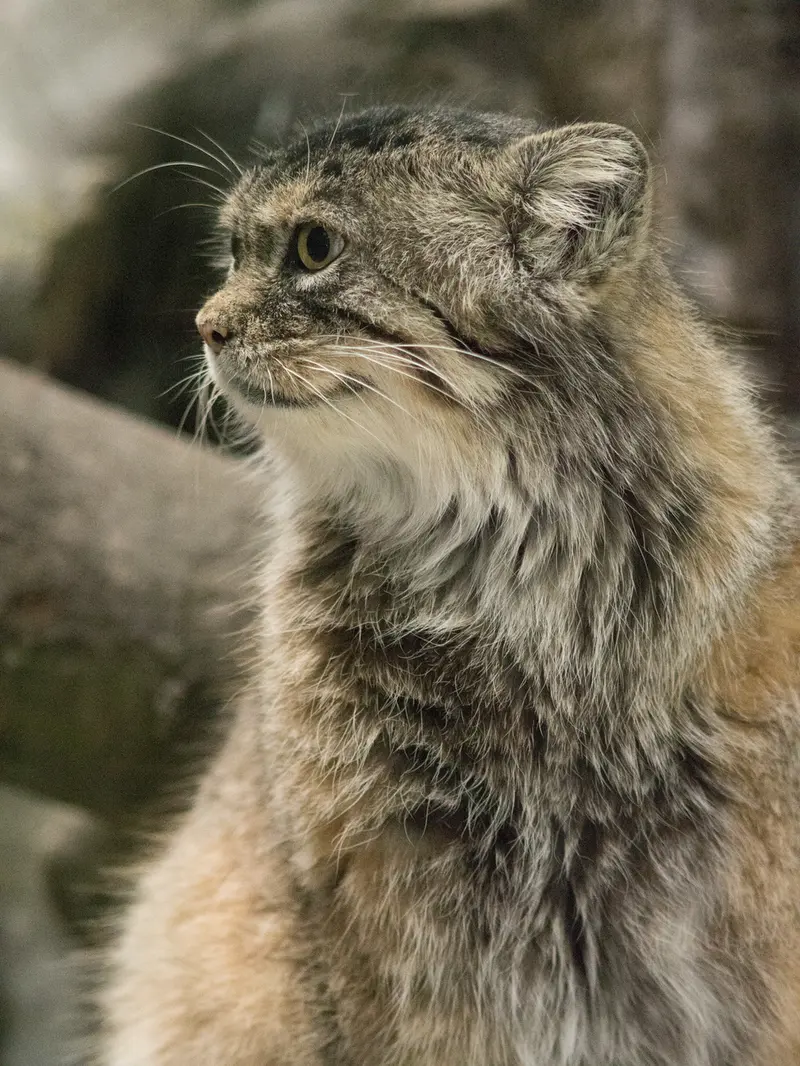 恩賜上野動物園のプリームラの写真