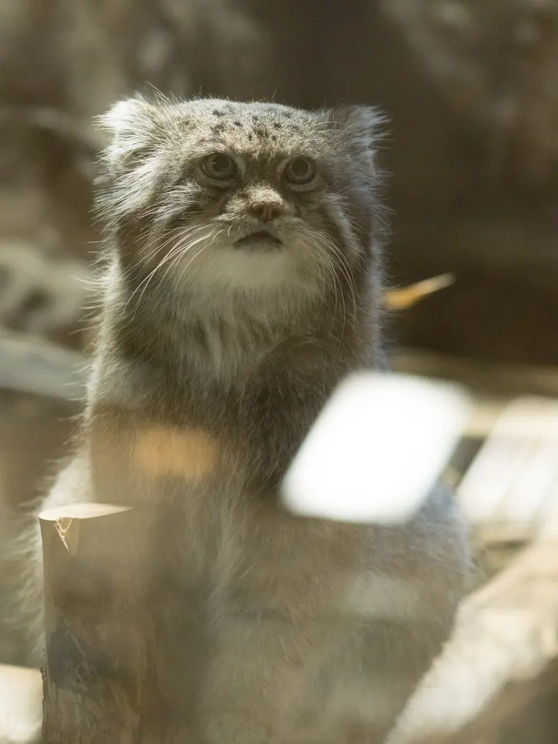 恩賜上野動物園のクリョンの写真