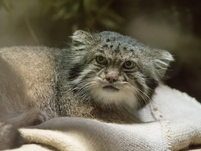 恩賜上野動物園のクリョンの写真
