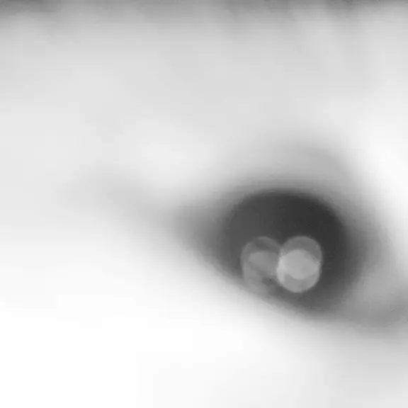 マヌルネコの写真