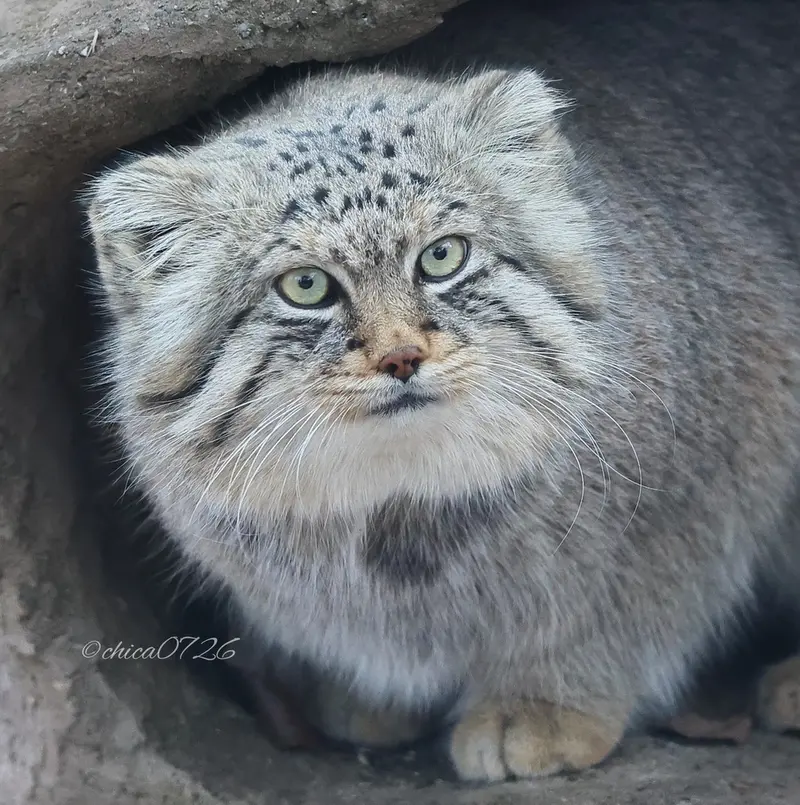 埼玉県こども動物自然公園のロータスの写真