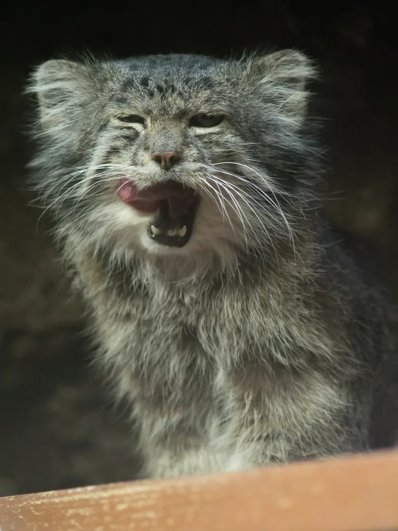 恩賜上野動物園のクリョンの写真