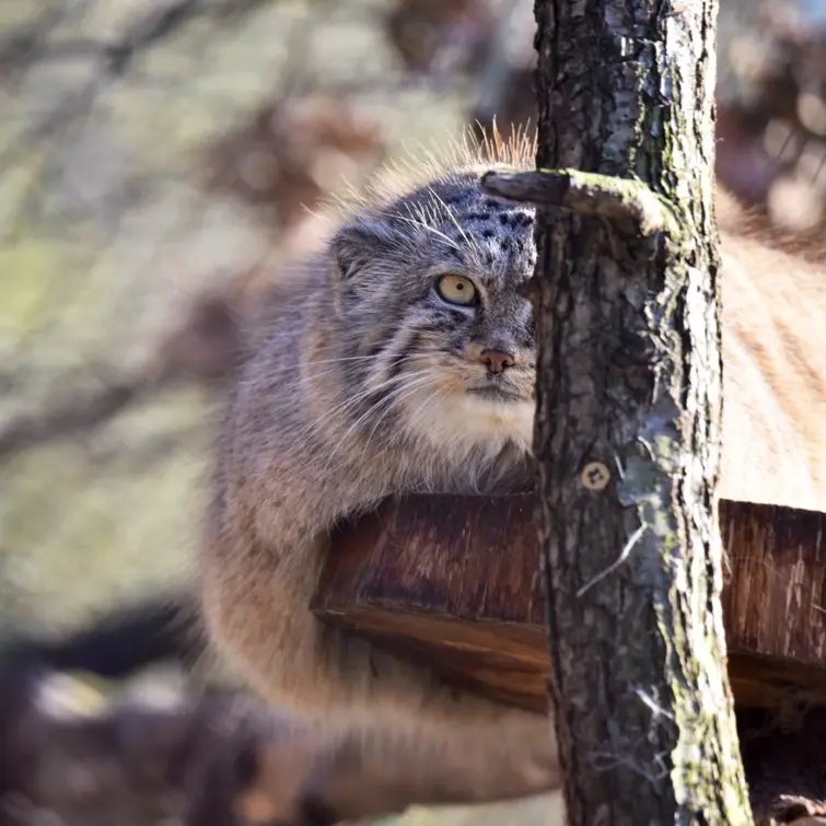 ブルノ動物園のローザの写真