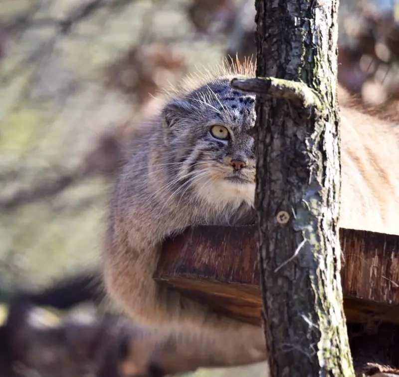 ブルノ動物園のローザの写真