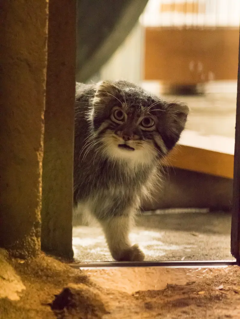 野毛山動物園のフィーガの写真