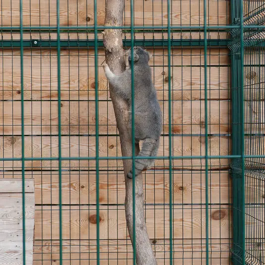 バルナウル動物園「レースナヤ・スカースカ」のペペの写真