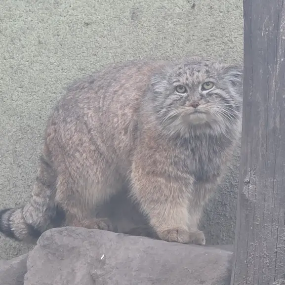 ブダペスト動物園・植物園のルーシーの写真
