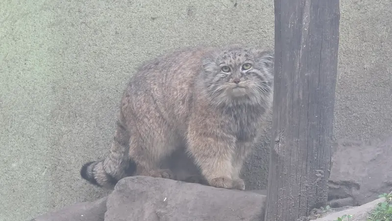 ブダペスト動物園・植物園のルーシーの写真
