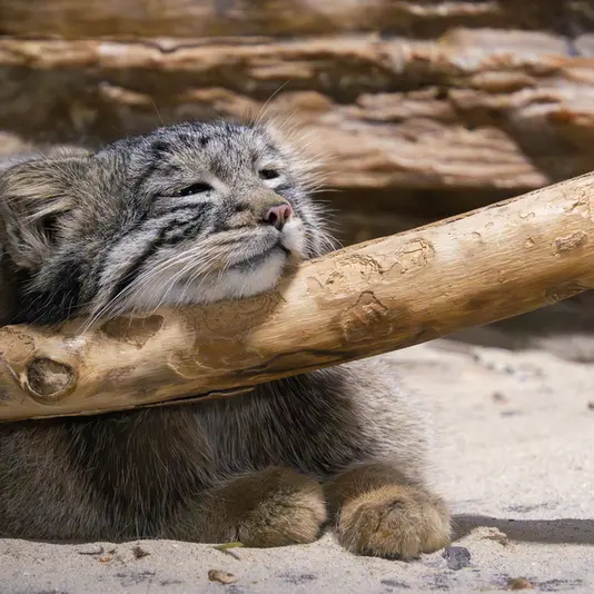 恩賜上野動物園のフィーガの写真